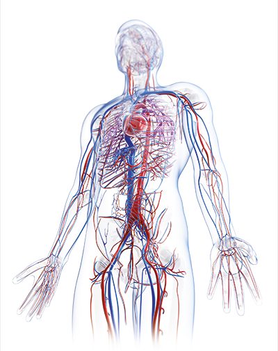Vasculaire toegang veneuze arteriele hemodialyse